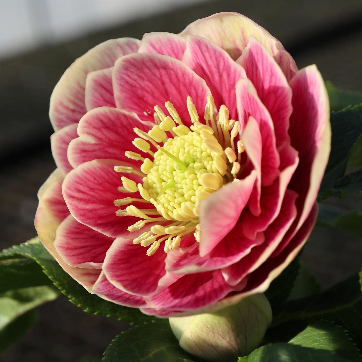 Hero
